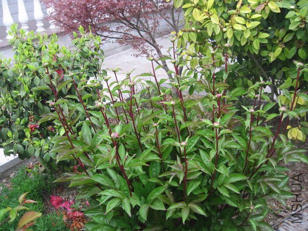 ��Ƭ 011_��С��С.jpg