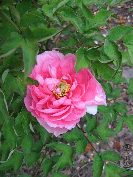 ��Ƭ 004_��С��С.jpg