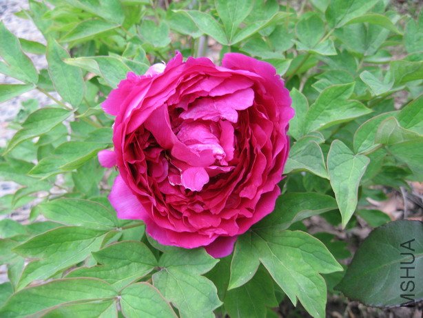 ��Ƭ 016_��С��С.jpg