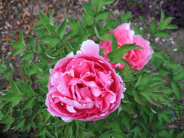 ��Ƭ 005_��С��С.jpg