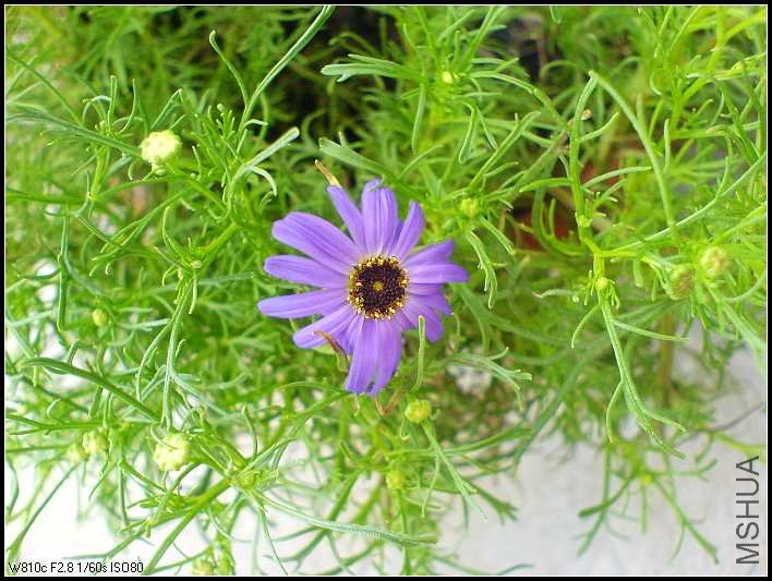 ��ɫ�� (2).jpg