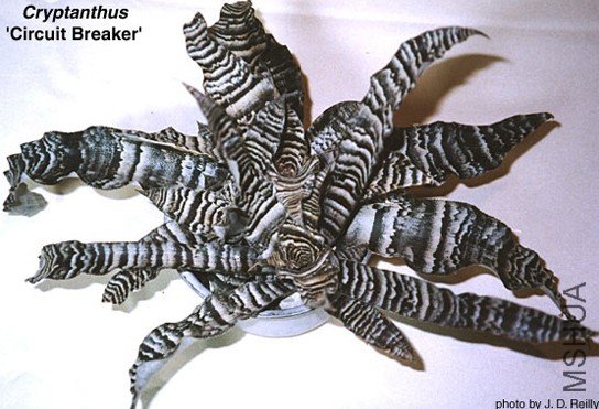 Cryptanthus 'Circuit Breaker'.jpg