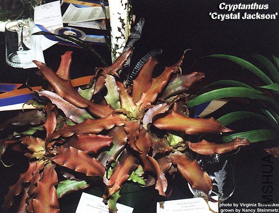 Cryptanthus 'Crystal Jackson'.jpg