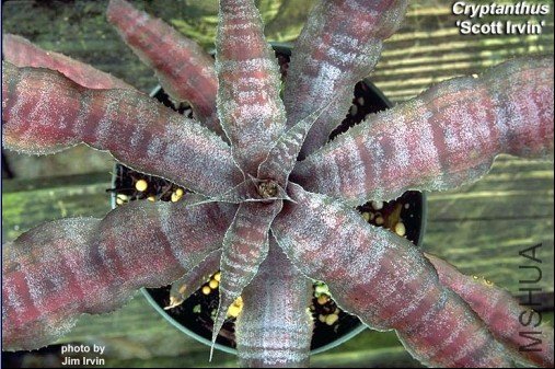 Cryptanthus 'Scott Irvin'.jpg