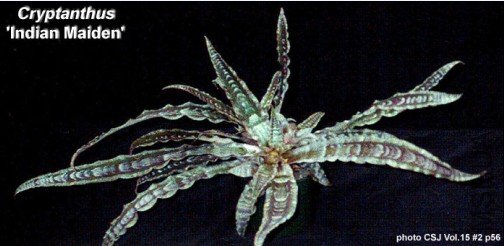 Cryptanthus 'Indian Maiden'.jpg