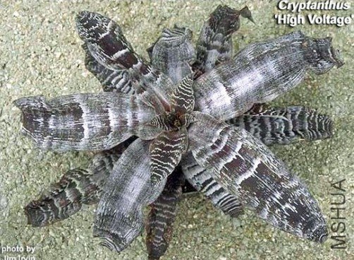 Cryptanthus 'High Voltage'.jpg