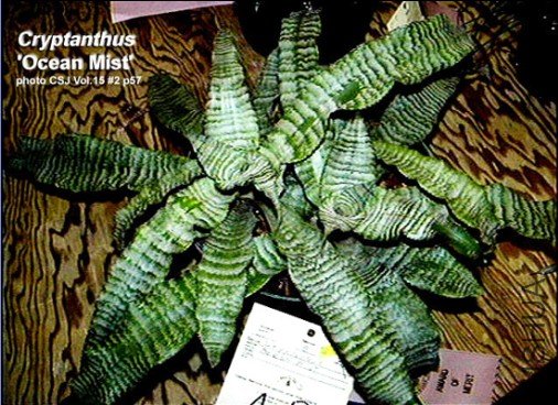 Cryptanthus 'Ocean Mist'.jpg