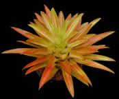 Neoregelia tricolor 'Burnsie's.jpg