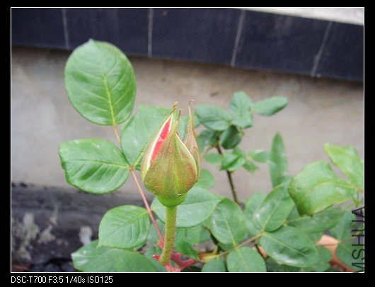 DSC00013.jpg