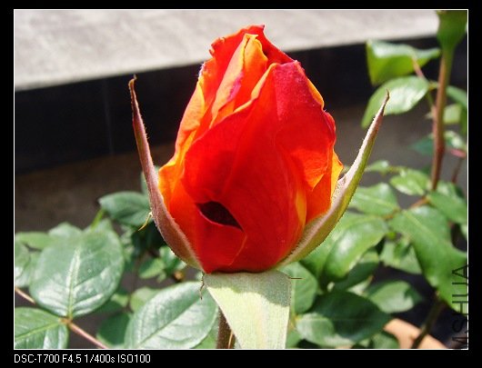 DSC00063.jpg
