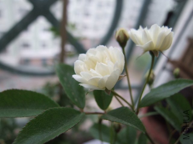 DSCF3197.JPG