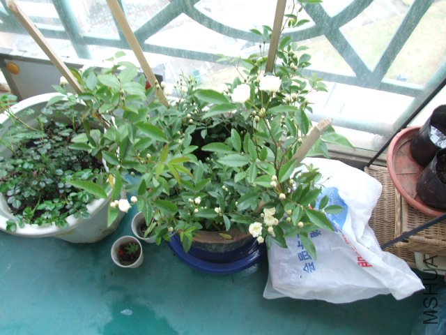 DSCF3199.JPG