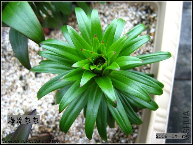 ���ֵ��� ��ɫ