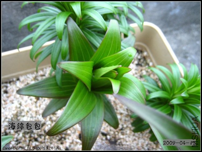 ���� õ��ɫ