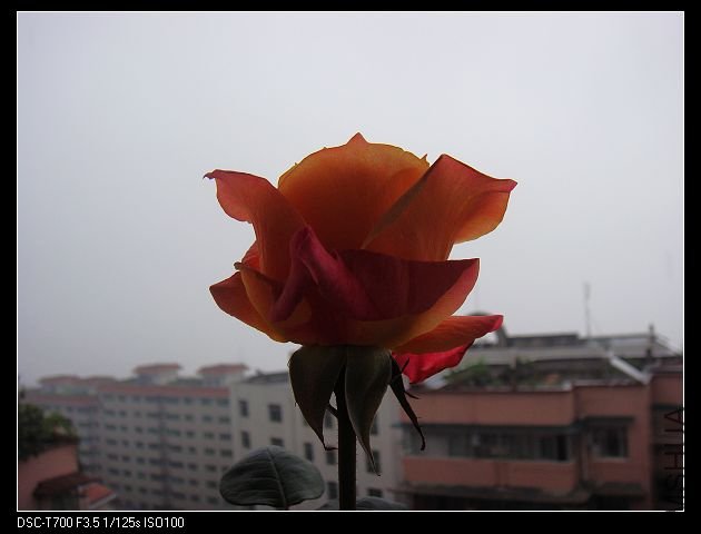 DSC00090.jpg