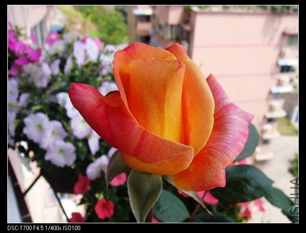 DSC00067.jpg