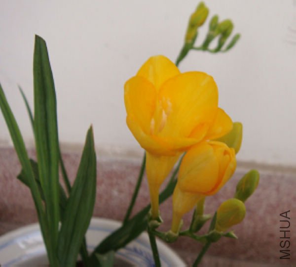 DSC00737.JPG