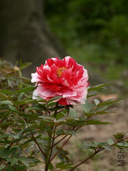 nEO_IMG_P4123444.jpg
