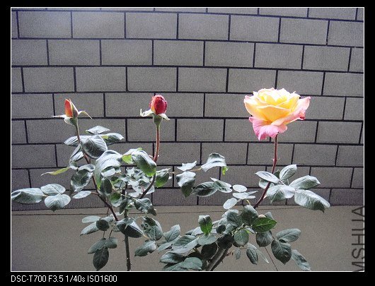 DSC00118.jpg
