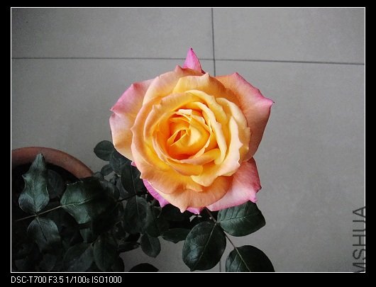 DSC00117.jpg