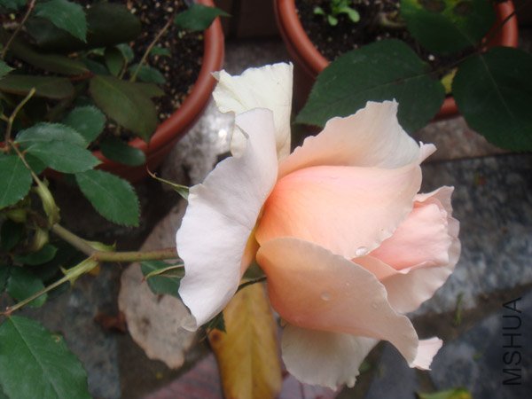 ������һ��