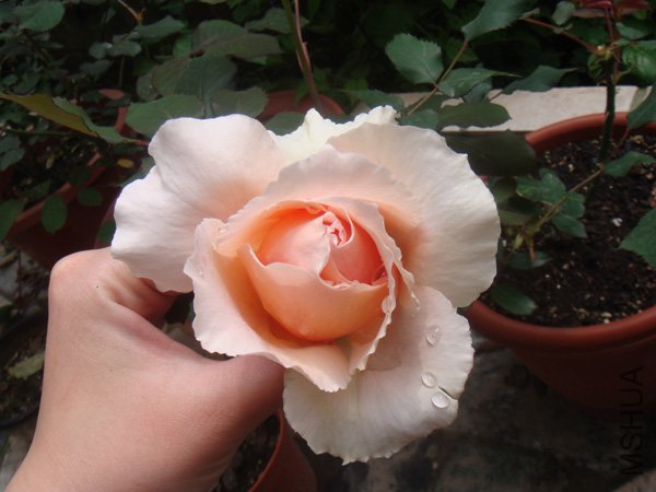 ����������,˳���צצ���������Ա�