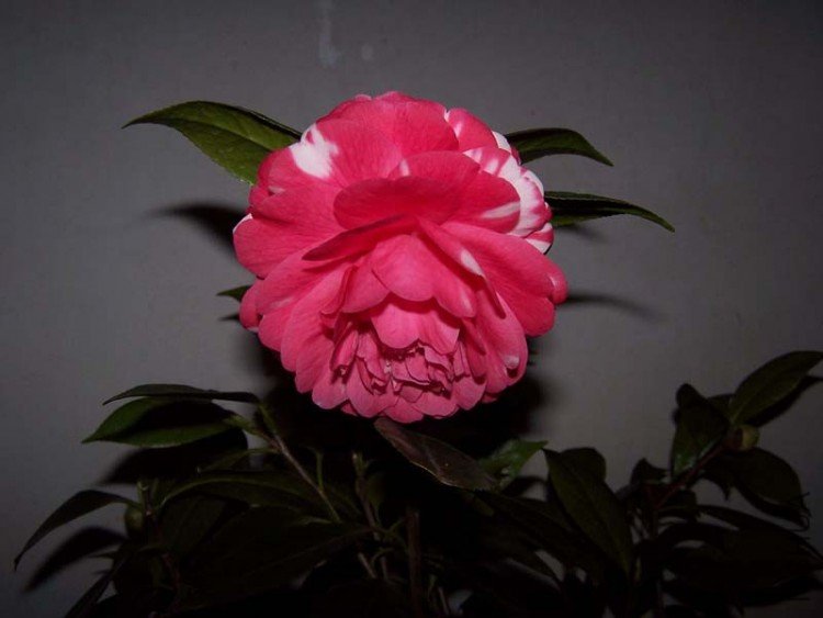 100_4854.jpg