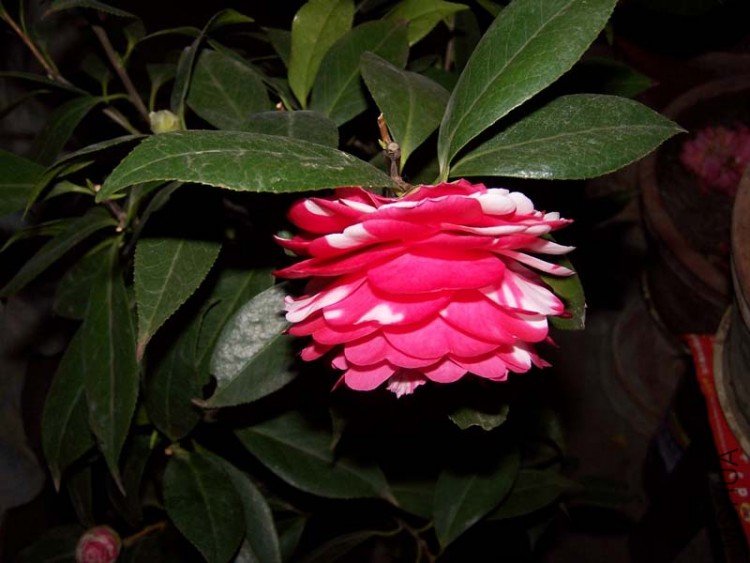 100_4816.jpg