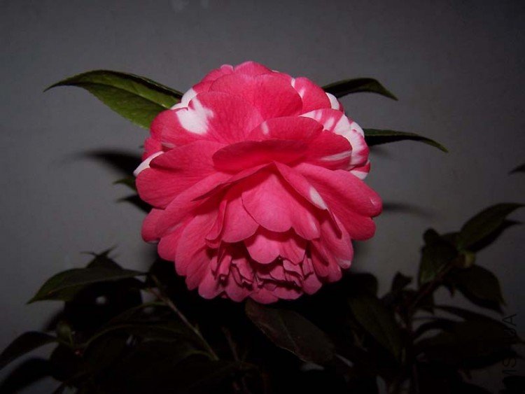 100_4861.jpg