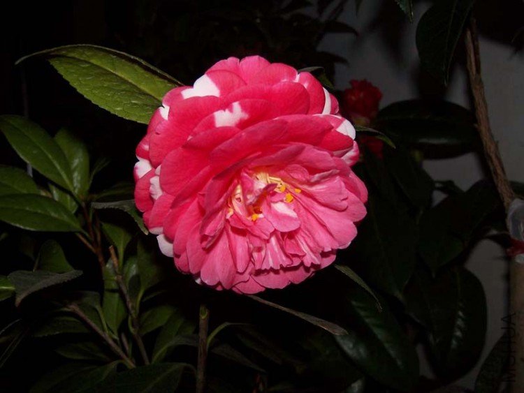 100_4814.jpg