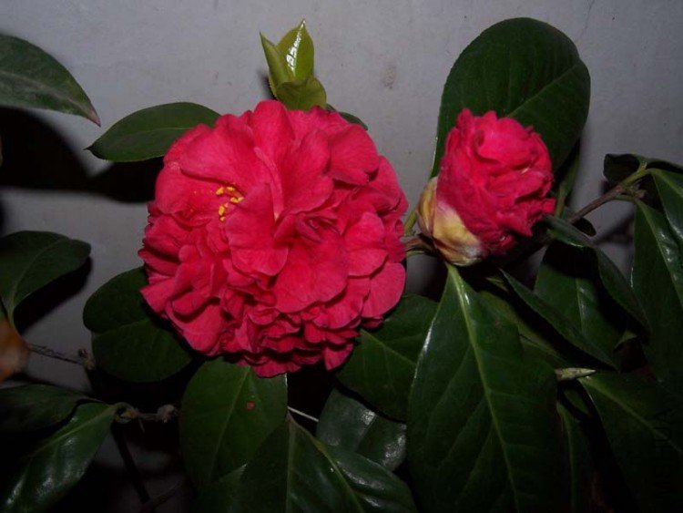 100_4812.jpg