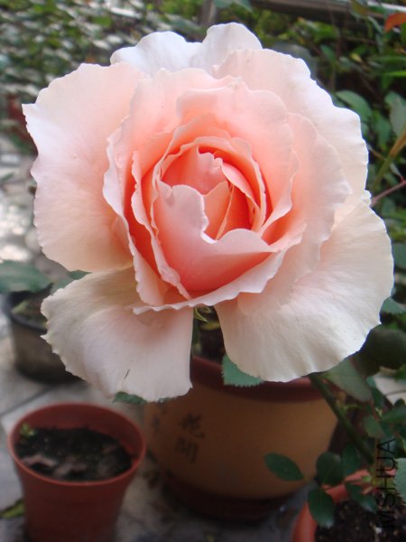 ��ͷ̧����һ���