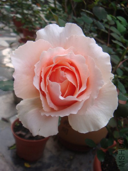 ����צצ����һ��