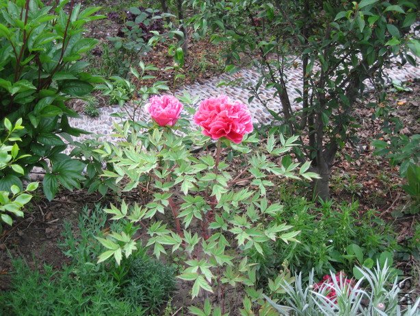 ��Ƭ 015_��С��С.jpg