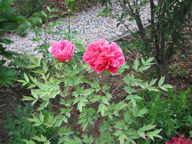 ��Ƭ 016_��С��С.jpg