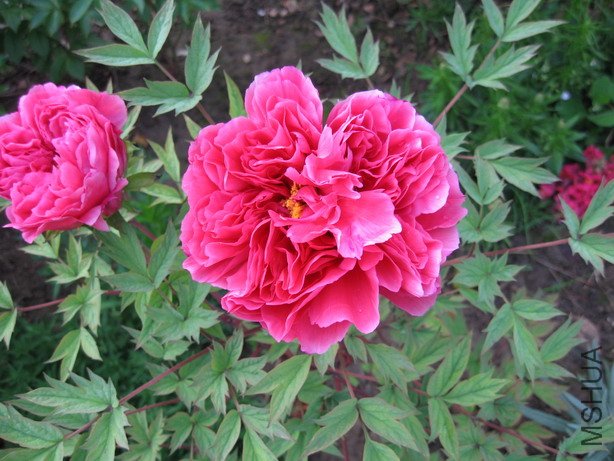 ��Ƭ 005_��С��С.jpg