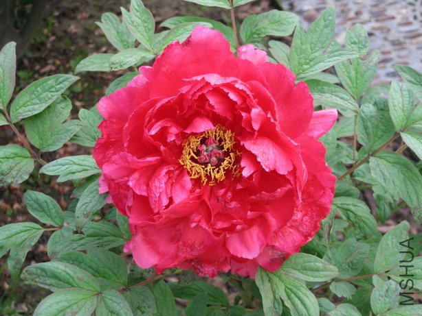 ��Ƭ 008_��С��С.jpg