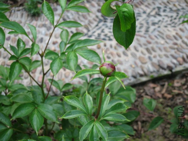 ��Ƭ 012_��С��С.jpg