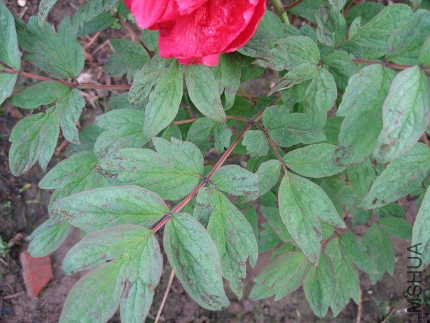 ��Ƭ 009_��С��С.jpg