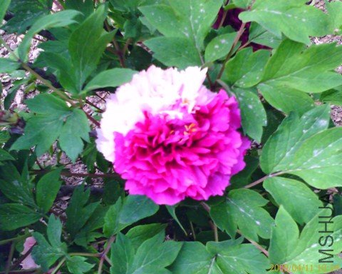 M80������2 .jpg