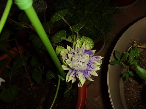 ���� SSL27793.jpg