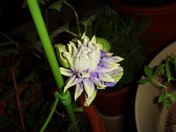 ���� SSL27794.jpg