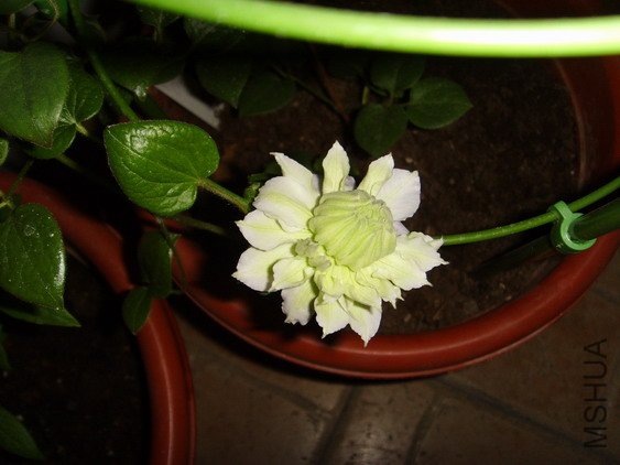 ���� SSL27803.jpg