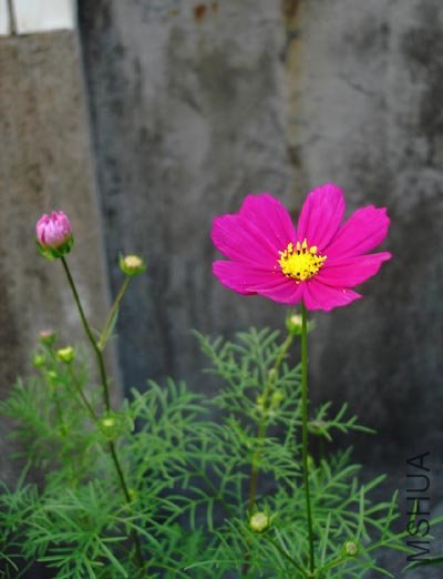 DSC09887.JPG