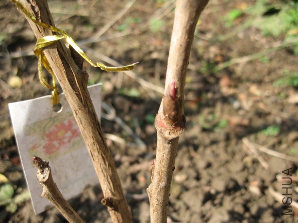 ��Ƭ 039_��С��С.jpg