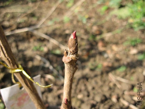 ��Ƭ 037_��С��С.jpg