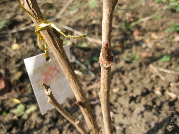 ��Ƭ 038_��С��С.jpg