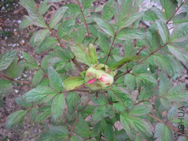 ��Ƭ 002_��С��С.jpg