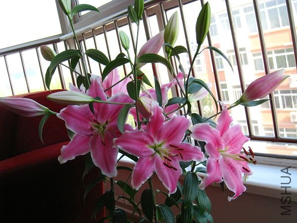 IMG_1222.JPG