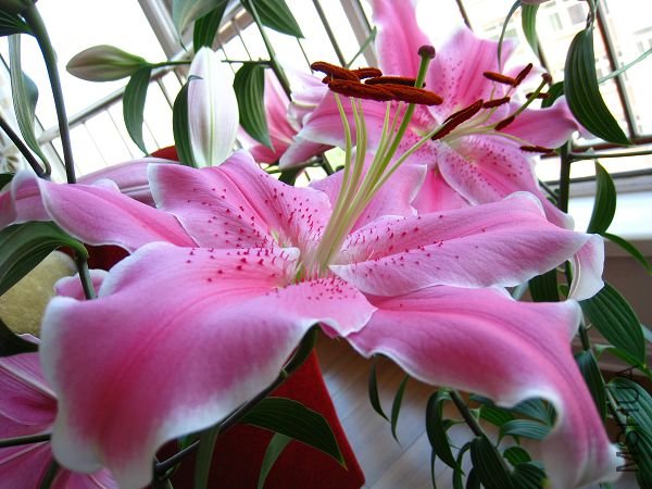 IMG_1230.JPG